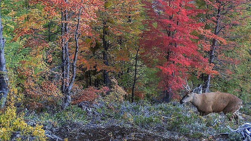 Confirman la presencia huemules al norte de la Patagonia chilena