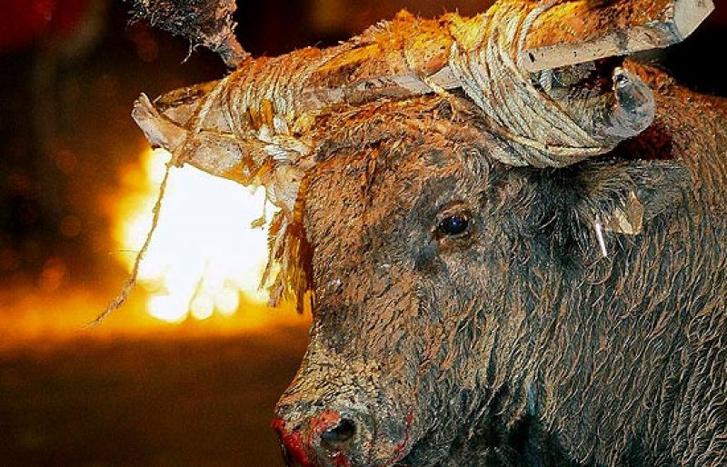 El 'Toro Jubilo' de Medinaceli sale a la calle en medio de la polémica