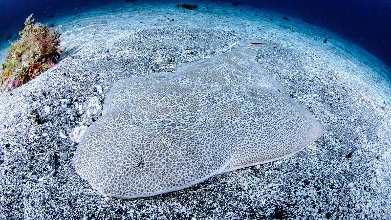Protección total para el tiburón angelote de las Canarias