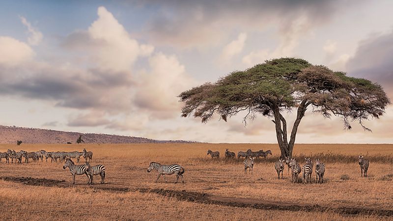 Las rayas de las cebras ayudan a regular la temperatura corporal