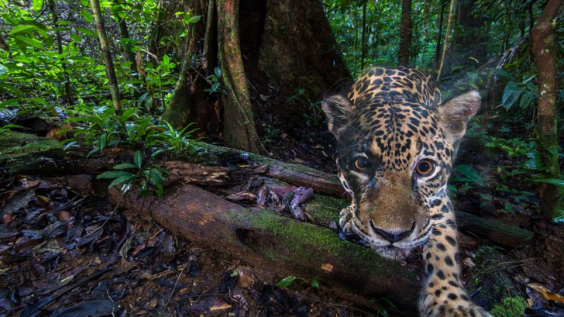 Capturan las primeras imágenes de alta resolución de jaguares en su hábitat natural cerca del Amazonas