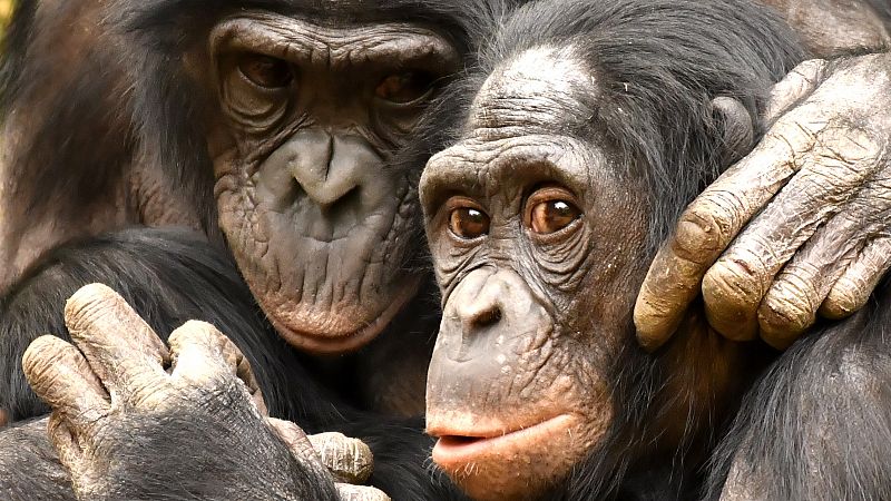 El 60% de las especies de primates están en riesgo de extinción