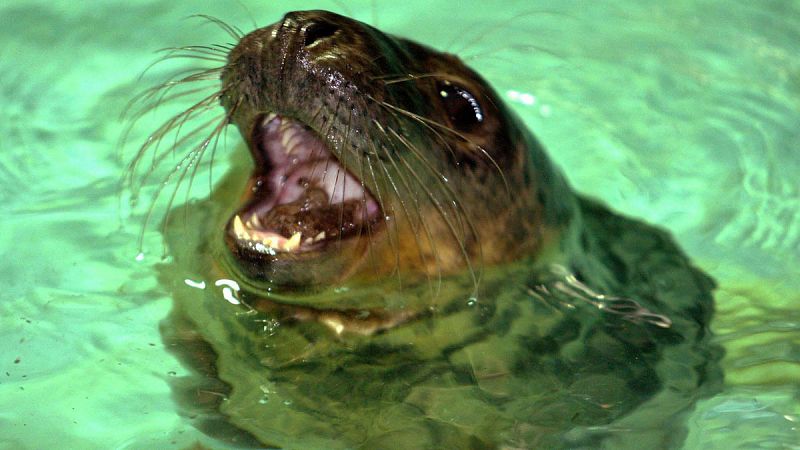 Las focas grises pueden imitar partes de melodías humanas