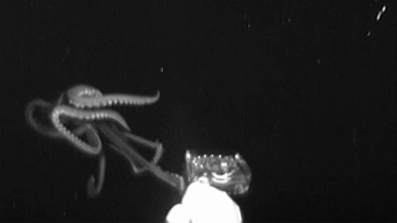 Un calamar gigante, filmado en las profundidades del Golfo de México