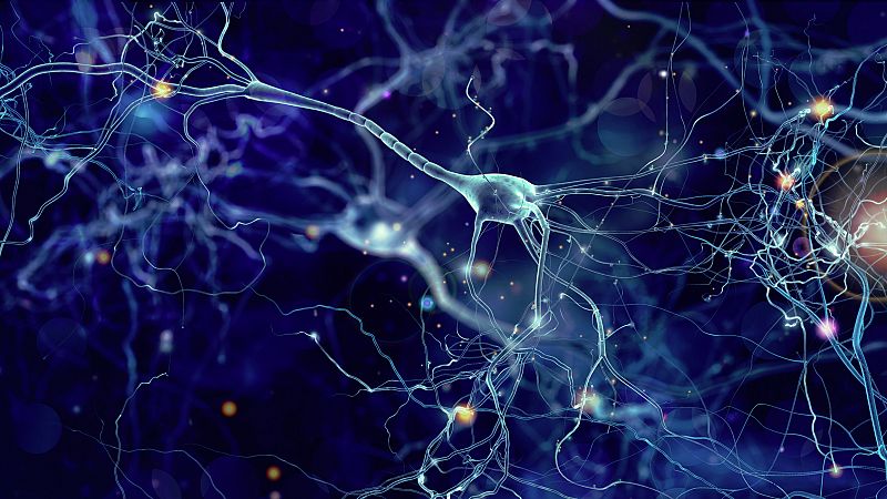 Logran regenerar las conexiones neuronales en modelos de mosca con alzhéimer