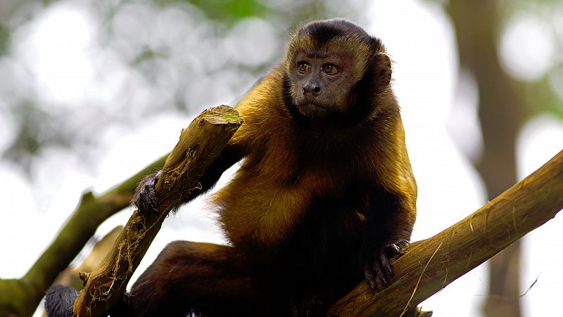 Monos salvajes de Brasil llevan 3.000 años usando herramientas