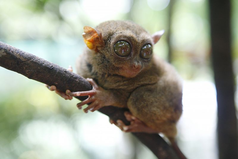 Redescubren en una isla indonesia a uno de los primates más pequeños del planeta