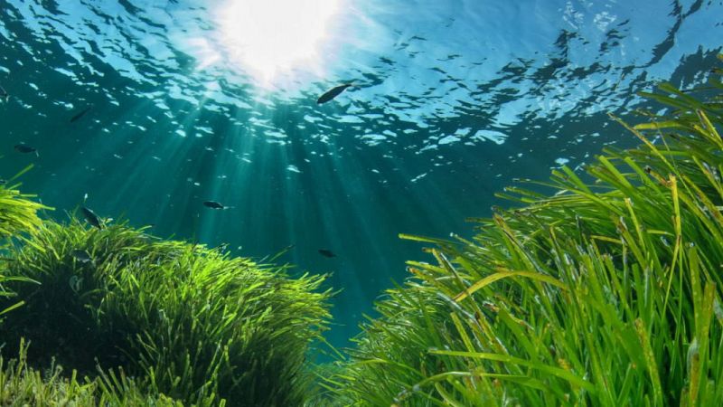 'El bosque habitado' en Roquetas de Mar, defendiendo la Posidonia