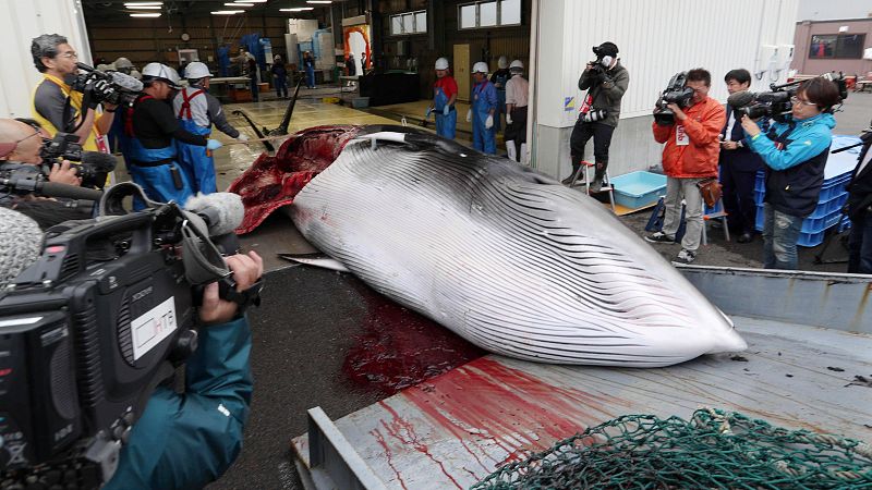 Japón vuelve a cazar ballenas en sus aguas con fines comerciales por primera vez en décadas