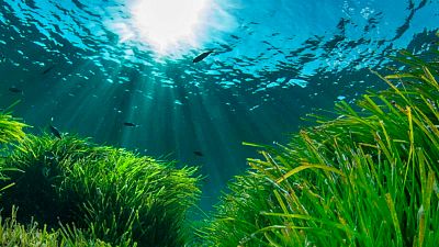 'El bosque habitado' en el castillo de Roquetas de Mar defendiendo la posidonia