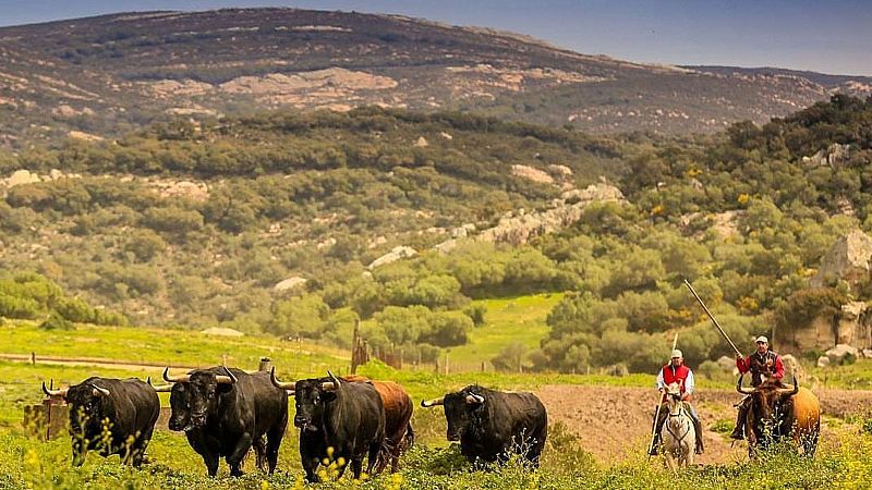 Cómo se preparan para Sanfermines los "atletas de alto rendimiento" de la ganadería de La Palmosilla