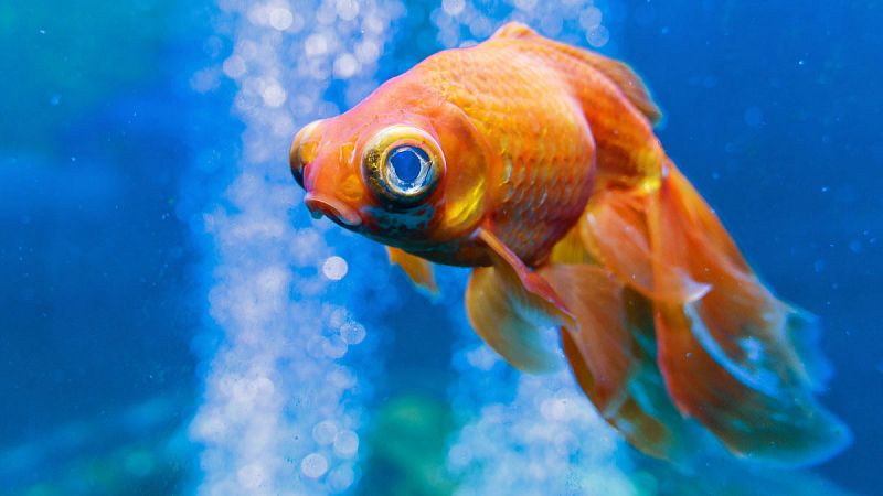 Los peces no se comunican con las personas y no tienen expresiones faciales pero sufren como otros animales