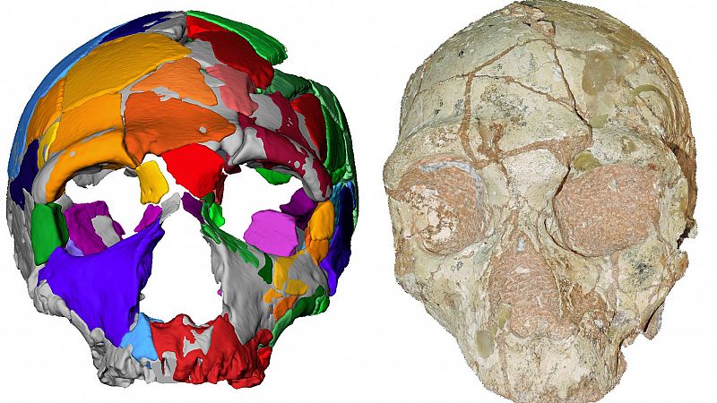 Dos cráneos obligan a reescribir una vez más la historia de nuestra especie