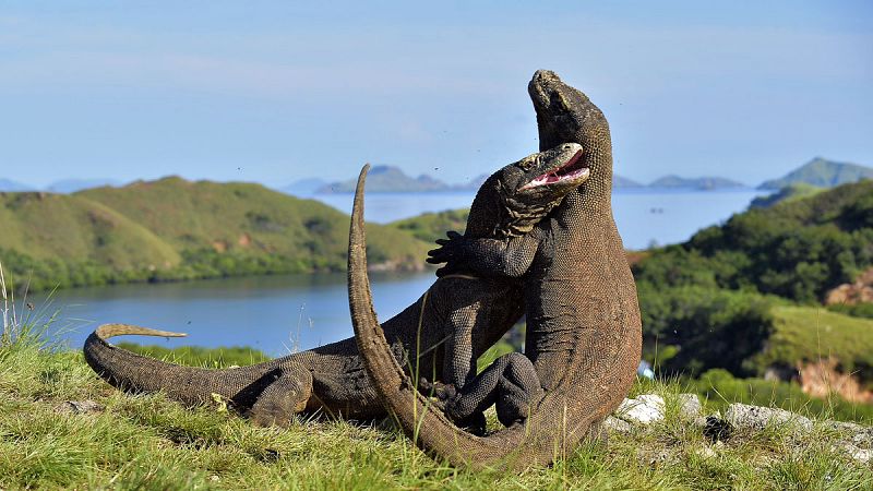 Científicos estadounidenses descifran el misterioso genoma del dragón de Komodo