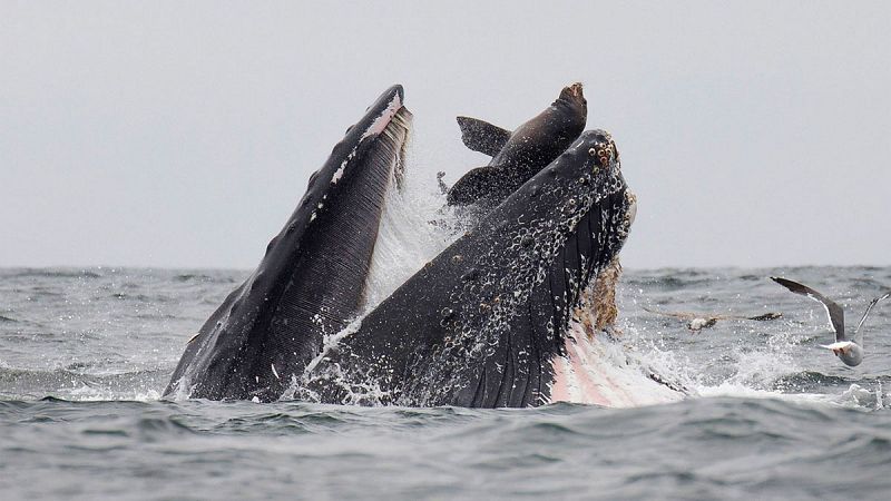 Un fotógrafo capta la espectacular imagen de un león marino dentro de las fauces de una ballena