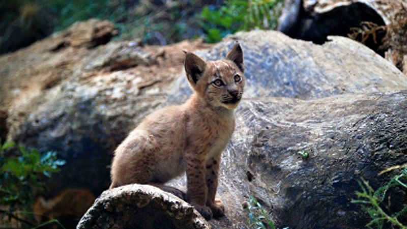 Nace el primer lince boreal en el Pirineo catalán desde hace más de un siglo
