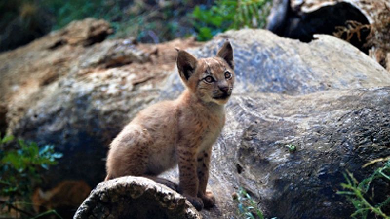 Nace el primer lince boreal en el Pirineo catalán desde hace más de un siglo