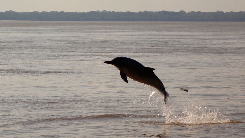 Los ríos y los lagos se quedan sin sus animales más grandes