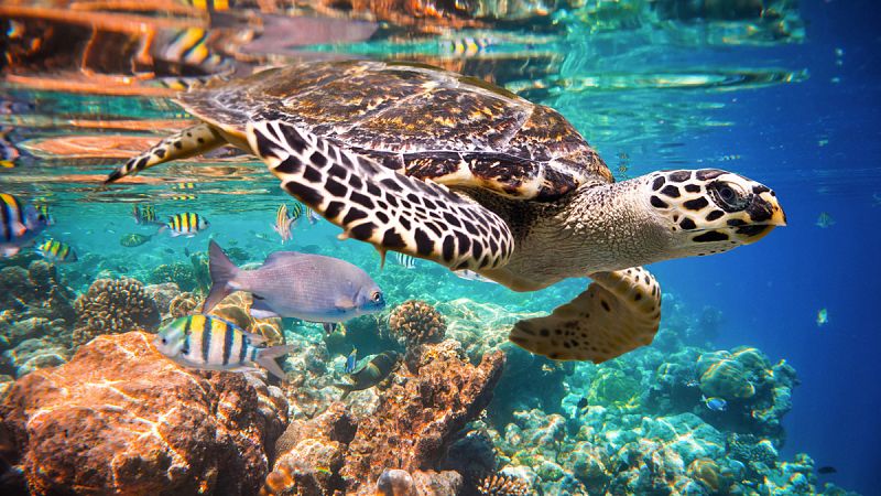 Extraen ADN de productos fabricados con el caparazón de tortugas de carey para luchar contra su caza furtiva