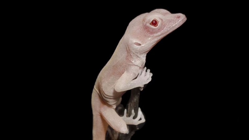 La lagartija albina, el primer reptil modificado genéticamente