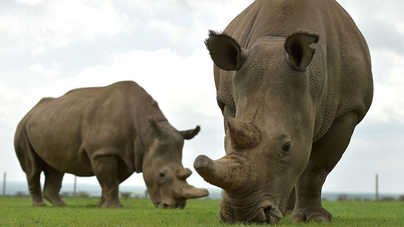Logran desarrollar dos embriones viables de rinoceronte blanco del norte