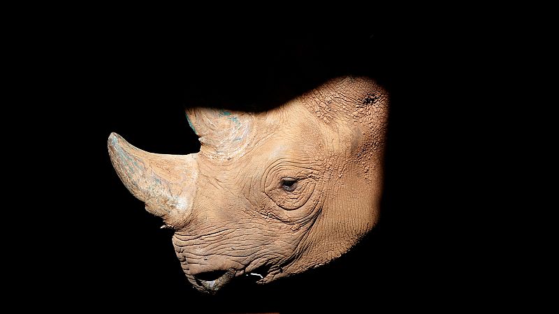 Un diente de rinoceronte de 1,7 millones de años podría resolver los misterios de la evolución