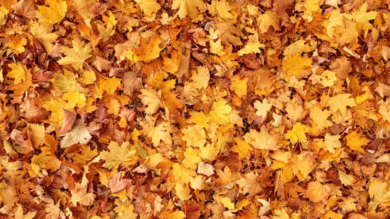 La mañana - Llega el otoño con temperaturas más altas