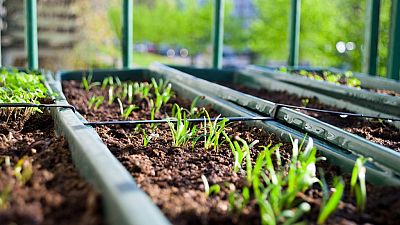 En primera persona - Huertos urbanos pioneros en España - 30/09/19 - Escuchar ahora