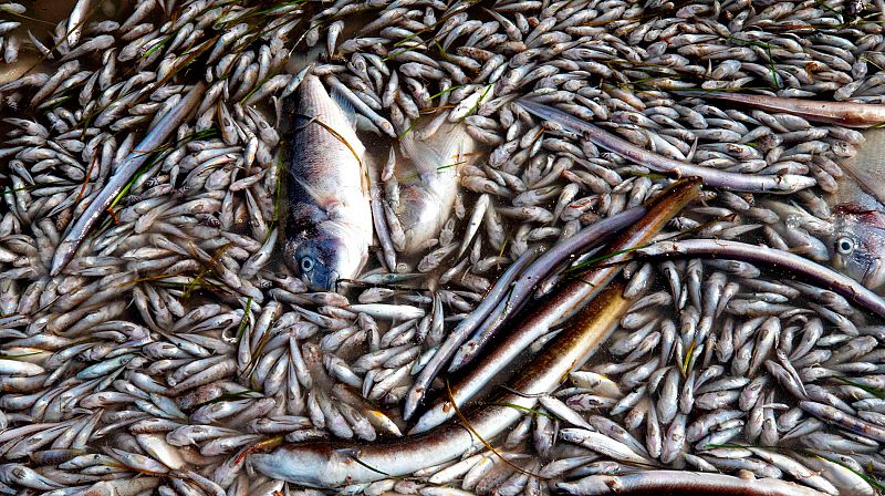 La Fiscalía investigará la causa de la muerte de miles de peces en el Mar Menor