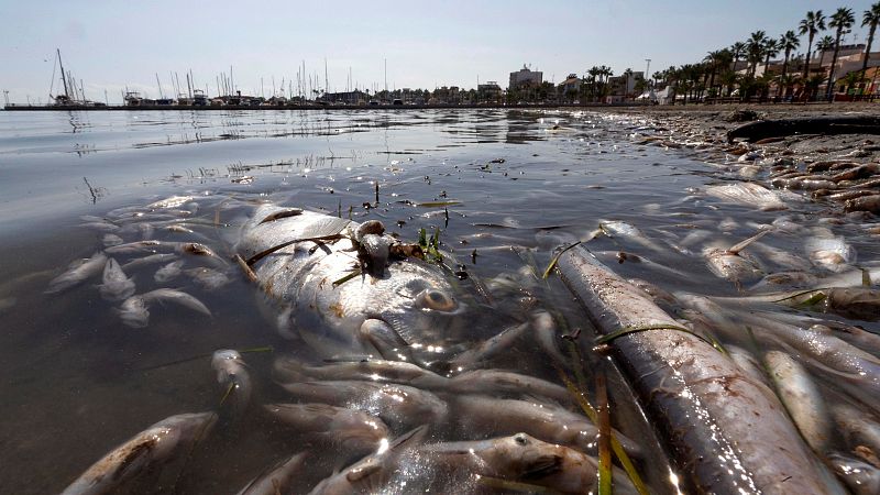 "La falta de oxígeno es suficiente por sí sola para explicar la mortandad del Mar Menor"