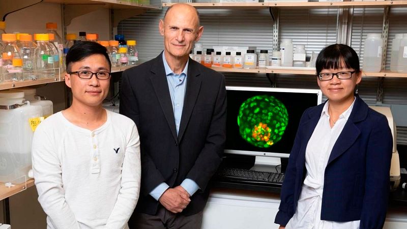 Logran crear embriones sintéticos a partir de células de una oreja de ratón