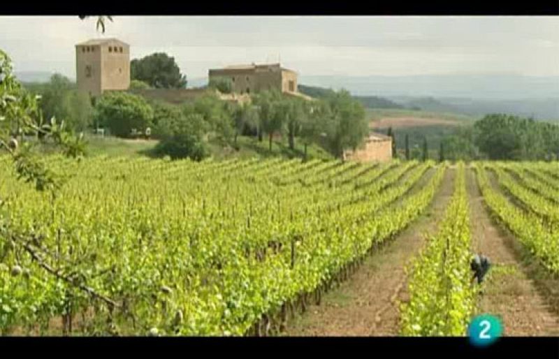 "El peor trago del cambio climático" en El escarabajo verde