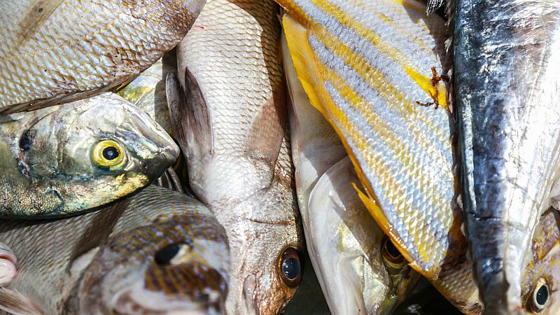 Sanidad recomienda no consumir atún rojo, pez espada o emperador a embarazadas y niños