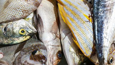 14 horas -  Nuevas recomendaciones para consumir pescado - Escuchar ahora