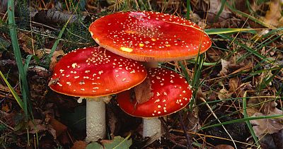 Las cuñas de RNE - Es tiempo de setas, en 'Memoria de delfín' - escuchar ahora