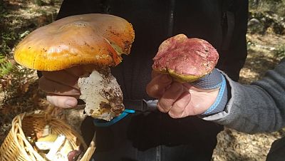 Memoria de delfín - Setas: manjar otoñal - 09/11/19 - escuchar ahora