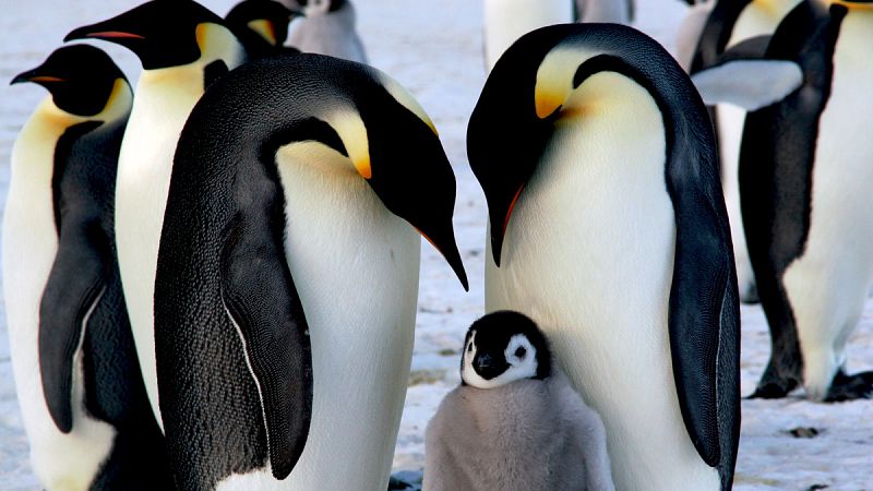 El calentamiento global amenaza con extinguir a los pingüinos emperador
