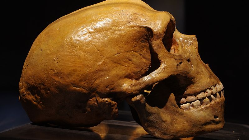 Un nuevo estudio vincula la extinción de los neandertales a las enfermedades de los humanos modernos
