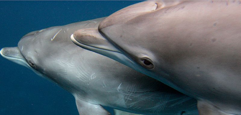 Un estudio revela por qué los delfines pueden nadar tan rápido