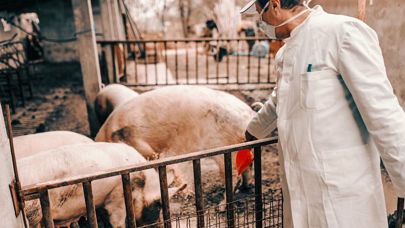Científicos españoles logran descifrar la estructura del virus de la peste porcina