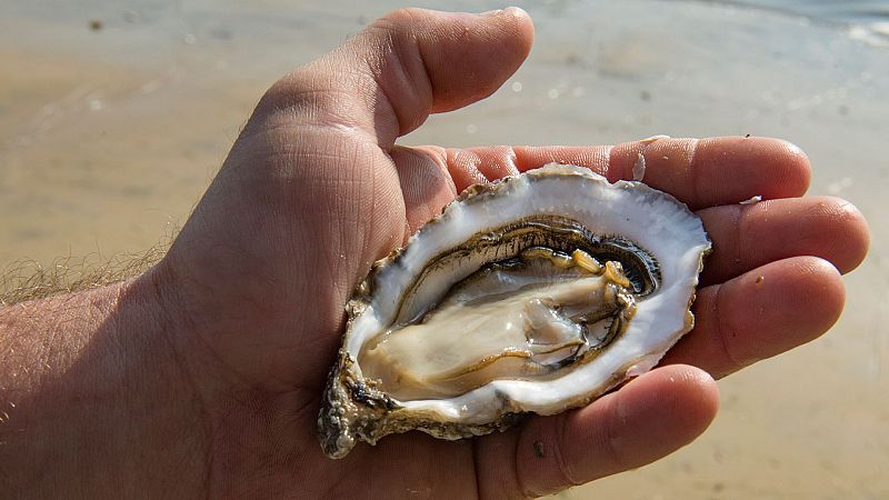 Las ostras marinas salvan los océanos de la contaminación