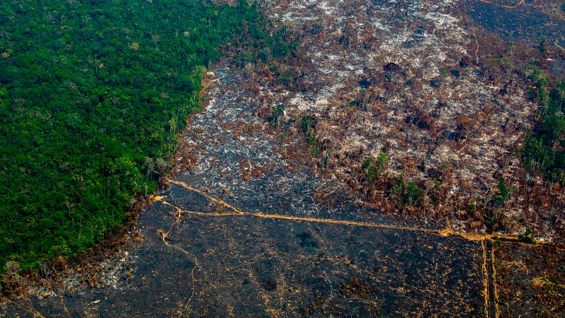 El ritmo de deforestación de la Amazonía brasileña crece un 30% en el último año