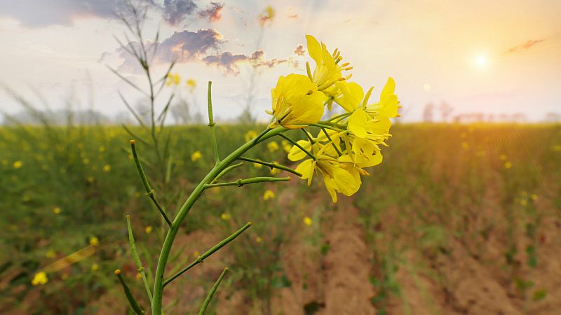 ¿Cómo cultivar planta de mostaza?