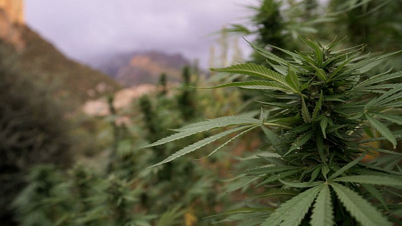 'Documentos TV' estrena 'La lucrativa ruta del hachís'