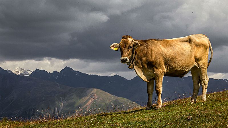 El falso mito de la contribución de las vacas en el cambio climático