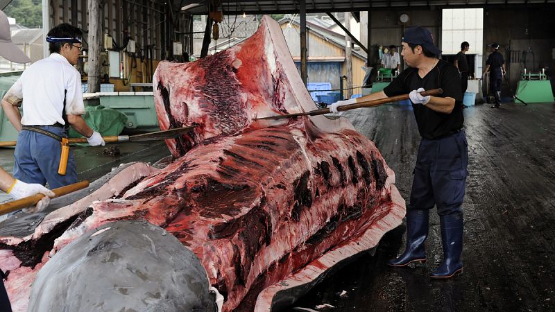 Japón aprueba una ley en apoyo de su controvertida caza comercial de ballenas