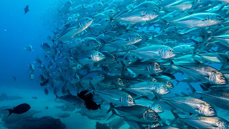 La pérdida de oxígeno de los océanos amenaza a las especies marinas y altera los ecosistemas