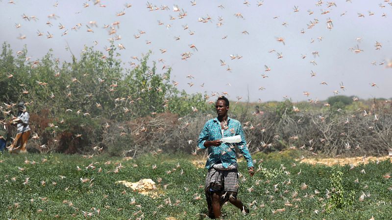 Somalia, golpeada por la peor plaga de langostas en 25 años