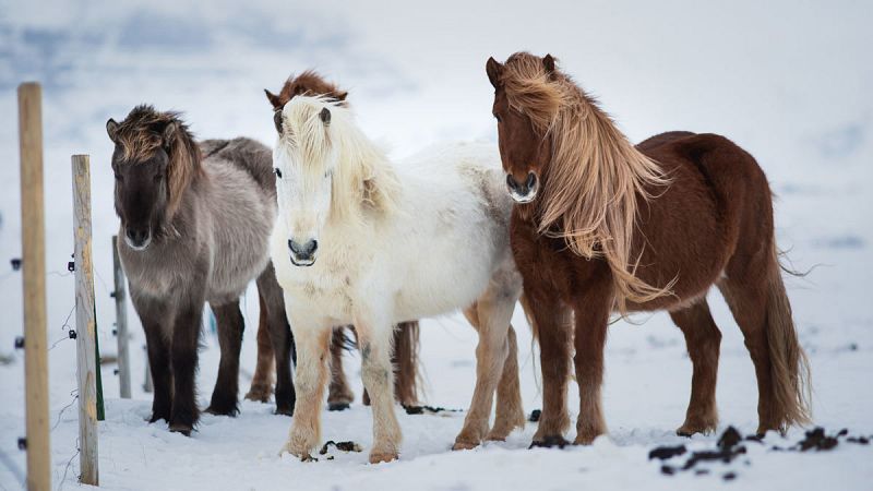 Decenas de caballos mueren en una de las peores tormentas que ha golpeado a Islandia en los últimos años