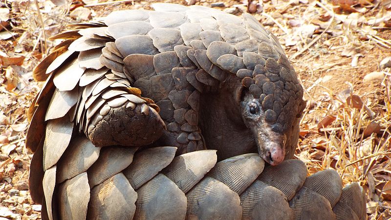 Interceptan más de 1.700 kilos de escamas de pangolín y 330 kilogramos de marfil en la frontera vietnamita